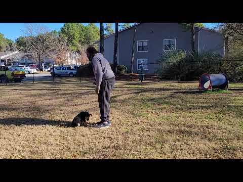Pups and Paws Dogtraining LLC video.