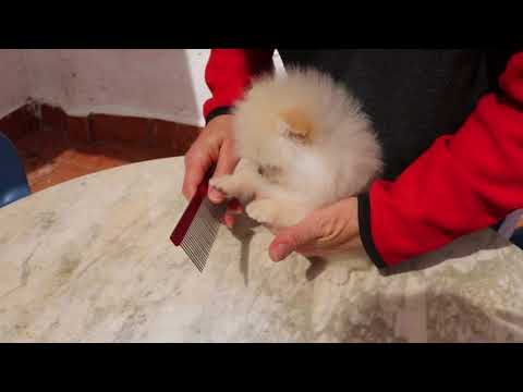 estamos peinando Artemida