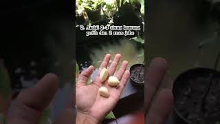 Download lagu cara menambah nafsu makan ayam mp3 Download lagu cara menambah nafsu makan ayam mp3