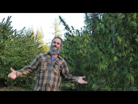 NO MOLD AFTER 4 DAYS OF RAIN!!!!