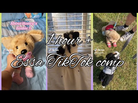 Essa TikTok comp | extra long | 1 hour of TikToks | none are mine