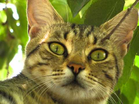 Claude Balbastre - La Malesherbe