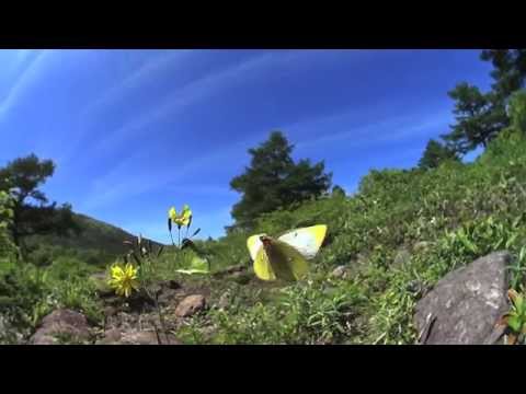 ミヤマモンキチョウのメスに求愛するモンキチョウ