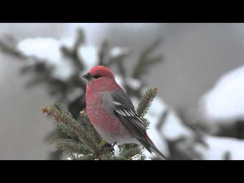 Pine grosbeaks