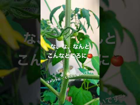 収穫物にダメージを与えずに黒茎トマトの病気を治療するにはどうすればよいですか?  庭園