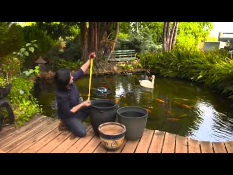 Selecting The Right Water Plant For Your Pond Selecting The Right Water Plant For Your Pond
