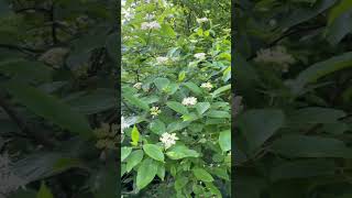 Want to find silky dogwood? #native #nativeplants #nativeswithlevi #silkydogwood #cornusamomum