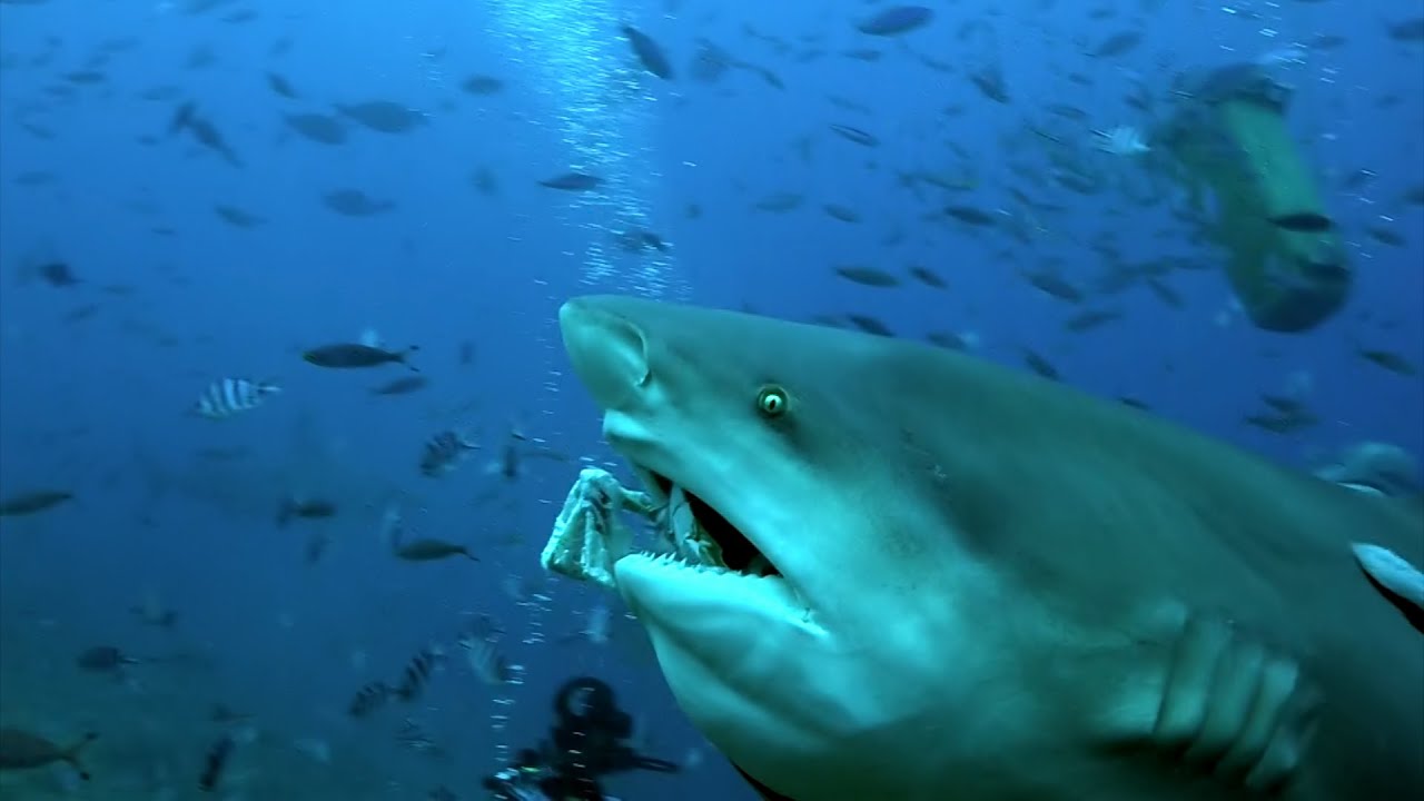Worst Bull Shark Attacks Covered