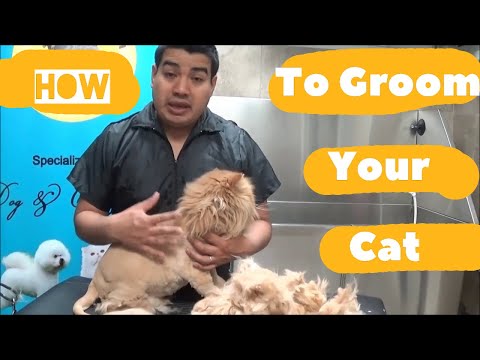 How to groom my Persian or Long Hair Cat into a Lion/ Dog groomer in queens NYC, Queens / Brooklyn