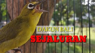 Download lagu MASTERAN pleci dakun BALI nembak sejaluran, cocok untuk mengajari pleci bahan atau paud mp3