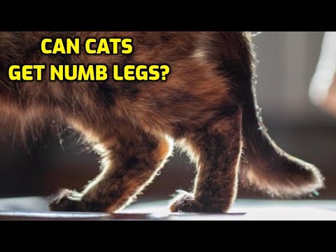 YouTube video about: Can cats legs fall asleep?