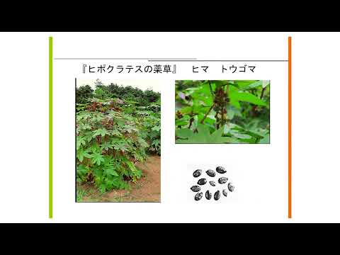【星薬科大学　公開講座】世界の薬用植物