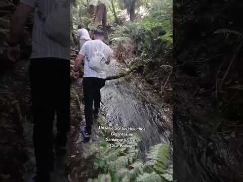 Bosque de los helechos gigantes.Santa Cruz-Boliviq-Samaipata.