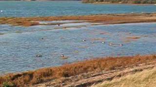 preview picture of video 'Pagham harbour nature reserve'