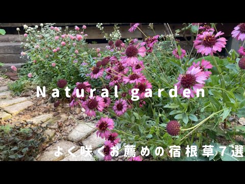 ガイラルディアの花、ガイラルディア