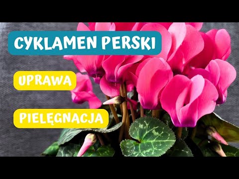How to care for Persian cyclamen during and after flowering? 🌸🌸🌸