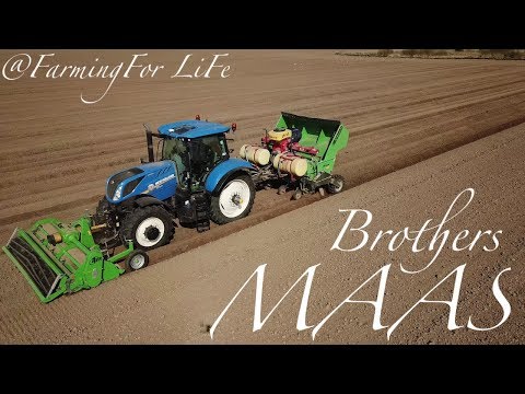 *NEW*  NH T7.270  (4K) | Potato Planting | the Netherlands | Brothers Maas