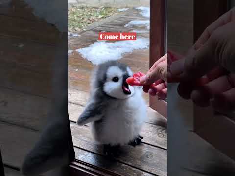"L'adorable bébé pingouin mendie de la nourriture - le moment le plus mignon de tous les temps !