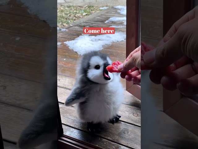"Adorable Baby Penguin Begs for Food – Cutest Moment Ever!"