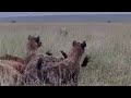 Hyenas Don T See This Male Lion Until Its Too Late