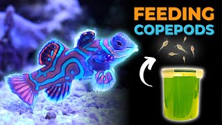 Harvesting Copepod Culture to Feed Mandarin Dragonet | Blue Reef Tank