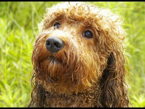 Labradoodle