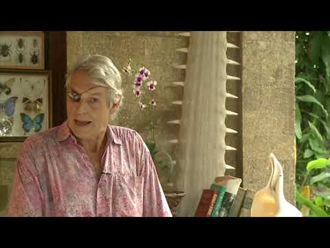 Bali: Island of the Dogs | Lawrence Blair