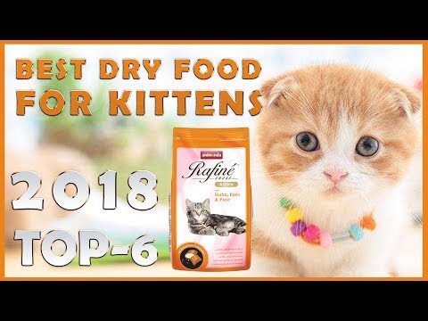 Best 🔥 Dry Food For Kittens 😸 Review 🔥 TOP 6