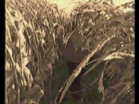 ILAN P. "A Dream" official video