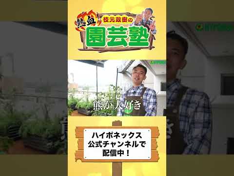トマトに最適な肥料は何ですか?土壌を豊かにし、成長させるためのおばあちゃんの 7 つのヒント  庭園