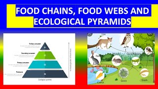 FOOD CHAINS , FOOD WEBS , ECOLOGICAL PYRAMIDS - Ecosystem - Environmental studies