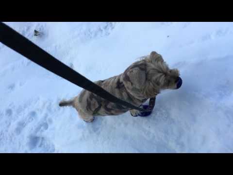 Little Bear's first time in the snow 1