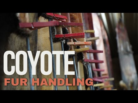 How to Skin and Flesh a Coyote - Fur Handling