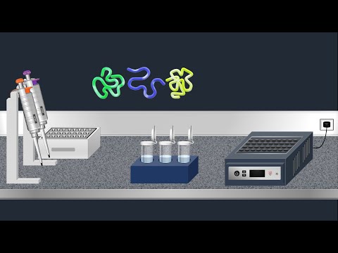 SDS-PAGE, Sodium Dodecyl Sulfate–PolyAcrylamide Gel Electrophoresis–Animation