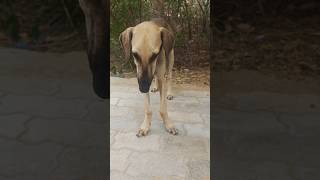 Chippipparai dog leng bend medicine 🐕 #chippipparaidog #dogtraining #shorts