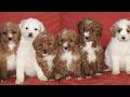 Miniature Poodle dogs for sale: Kenadie  - Video 1