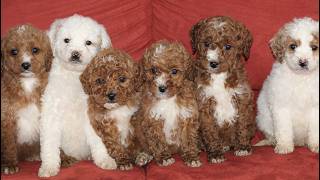 Video preview image #1 Poodle (Miniature) Puppy For Sale in LEOLA, PA, USA