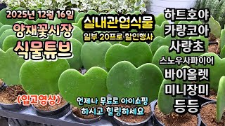 양재꽃시장 식물튜브 25년 12월 16일 입고식물들 시청 하시면서 힐링타임 되시길 바라겠습니다~~   #양재…