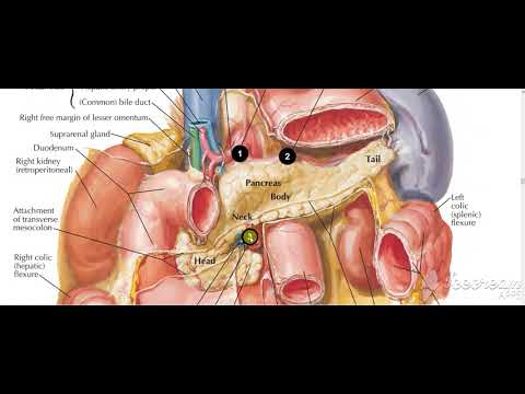 Pancreas tail relations