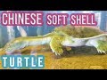 Amazing Chinese Softshell Turtle - Pelodiscus Sinensis
