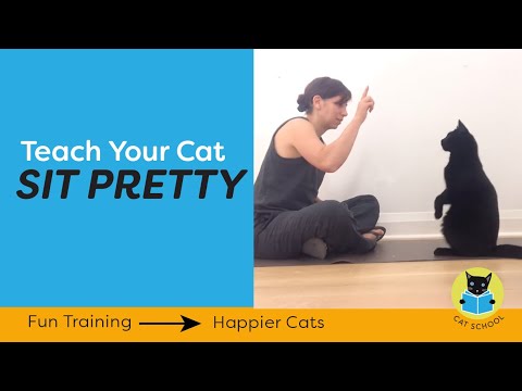 Clicker Train Your Cat To Balance On Their Back Paws