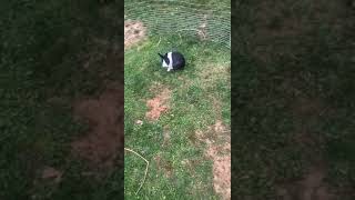 Dutch rabbit Rabbits Videos