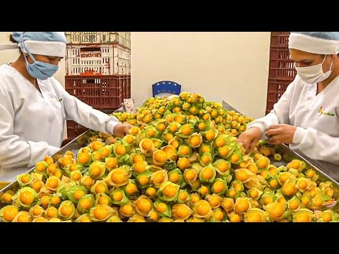 Golden Berry Harvesting, Picking and Packing - Golden Berry Cultivation and Farming Technique