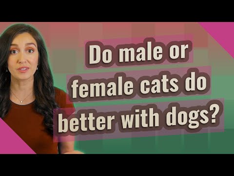Do male or female cats do better with dogs?