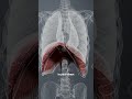 THE DIAPHRAGM BREATHING