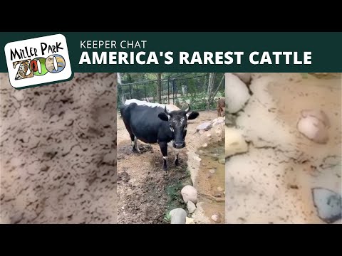 , title : 'Miller Park Zoo Keeper Chat: America’s Rarest Cattle the Randall Lineback 🐮'