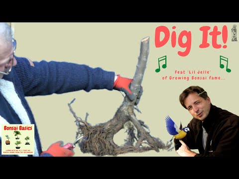 How to collect Yamadori with Jelle@GrowingBonsai