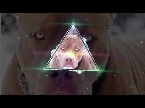 PEGA OS MIAU com GRAVE (PACIFICADORES)