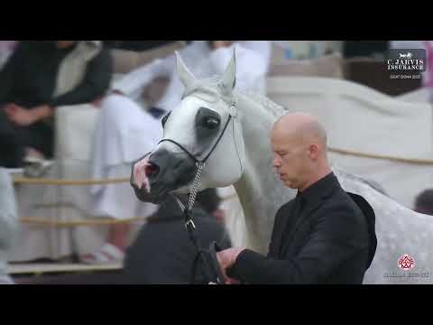 N.185 ECHO ANASTAZJA - GCAT Doha 2025 - Senior Mares 4-6 Years Old (Class 7B) (Class 7B)