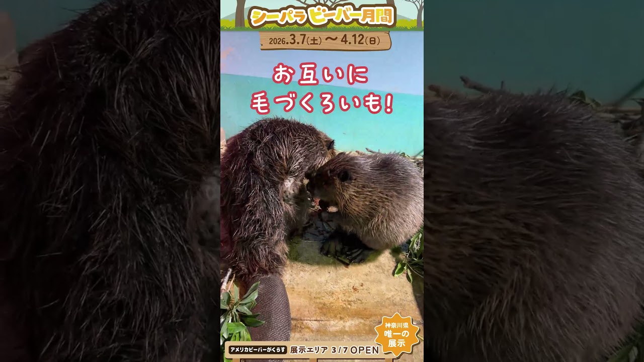 シーパラ ビーバーチャンネル～ねむとヤマブキ～#横浜八景島シーパラダイス #八景島 #シーパラ#アクアミュージアム #アメリカビーバー #ビーバー #シーパラビーバー月間 #レッサーパンダ